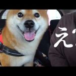健康診断中、残念なお知らせを聞いた柴犬がこうなりました。(YouTube)