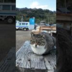 猫島の港の猫ちゃん(YouTube)