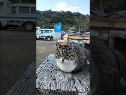 猫島の港の猫ちゃん(YouTube)