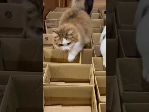 秀吉泳法(YouTube)