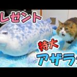 もちもち好きの猫ボス吉に究極もちもちボディーの特大アザラシをプレゼントしました🐈💕(YouTube)