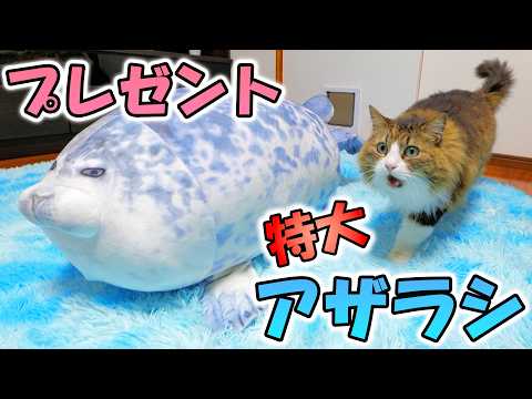 もちもち好きの猫ボス吉に究極もちもちボディーの特大アザラシをプレゼントしました🐈💕(YouTube)