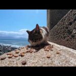 ご飯に遅刻した猫ちゃん…ちょっとだけど残ってました(YouTube)