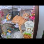 【メニュー】・カツ丼・五目そば・ネコ（茶トラ）・カツカレー・天ぷらそば・ネコ（白）・焼肉定食(YouTube)