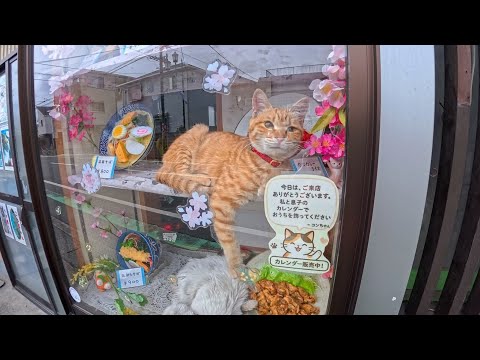 【メニュー】・カツ丼・五目そば・ネコ（茶トラ）・カツカレー・天ぷらそば・ネコ（白）・焼肉定食(YouTube)