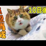 もはや別生物…世界一のふみふみ猫にプレゼントしたアザラシ、10日後の姿が衝撃すぎた！(YouTube)