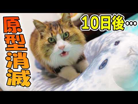 もはや別生物…世界一のふみふみ猫にプレゼントしたアザラシ、10日後の姿が衝撃すぎた！(YouTube)