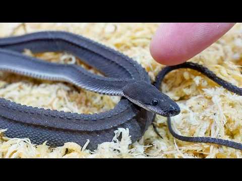 1ヶ月しか生きられない幻のヘビの飼育を初めて1ヶ月後…(YouTube)