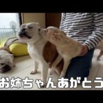 【ご報告】子犬達とサヨナラしてきました…(YouTube)