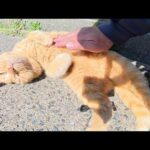 草のベッドで寝ていた猫達がお腹を見せてナデナデを要求してきた(YouTube)