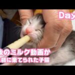 ゴミ箱に棄てられた子猫 Day6  最後のミルク動画になっちゃうかも  2026 04 21 1(YouTube)