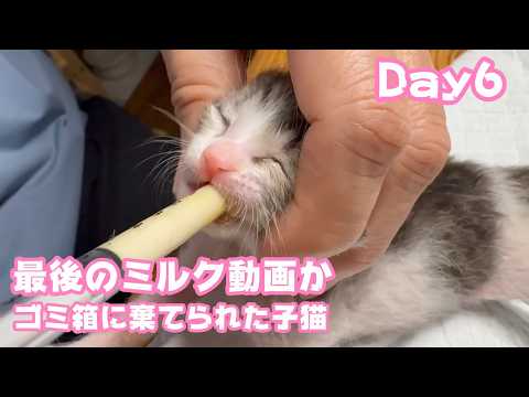 ゴミ箱に棄てられた子猫 Day6  最後のミルク動画になっちゃうかも  2026 04 21 1(YouTube)