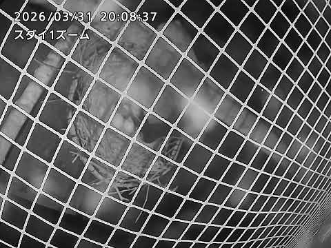 トキのひなが誕生しました！：多摩動物公園(YouTube)