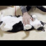 息子に「撫でて」のアピールがセクシーな猫(YouTube)