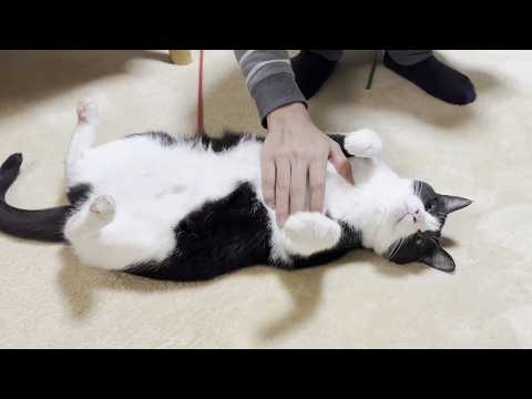 息子に「撫でて」のアピールがセクシーな猫(YouTube)