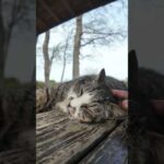 公園の東屋には散歩に疲れて休憩に来た人を癒す為に猫が配置されています(YouTube)