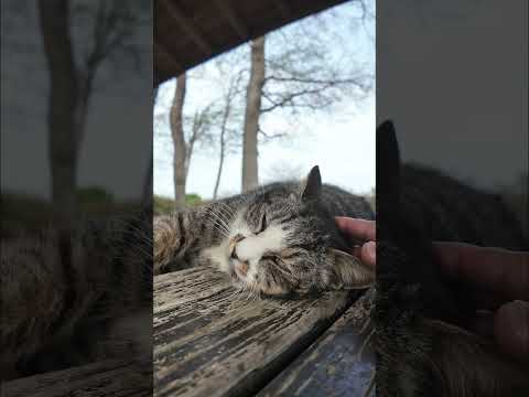 公園の東屋には散歩に疲れて休憩に来た人を癒す為に猫が配置されています(YouTube)