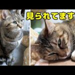 不器用な姉猫がおっとり妹猫が好きすぎてこうなりました…(YouTube)