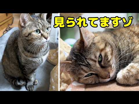 不器用な姉猫がおっとり妹猫が好きすぎてこうなりました…(YouTube)