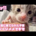 くりくりメメですぞ ゴミ箱に棄てられた子猫  キンちゃん  Day11  2026 04 26 1(YouTube)