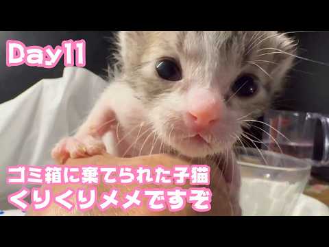 くりくりメメですぞ ゴミ箱に棄てられた子猫  キンちゃん  Day11  2026 04 26 1(YouTube)