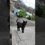 黒猫ちゃんカワイイ(YouTube)