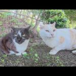 寂しそうな黒マスク猫の所にフェンスの向こう側からはクリーム猫が駆けつける(YouTube)
