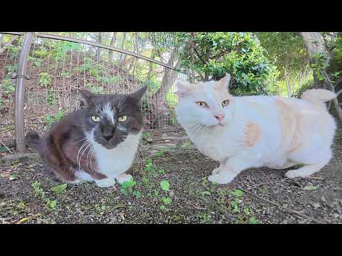 寂しそうな黒マスク猫の所にフェンスの向こう側からはクリーム猫が駆けつける(YouTube)