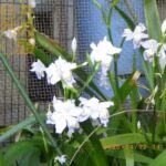 井の頭自然文化園 花ごよみ動画 臨時休園中のようす──シャガの開花(YouTube)