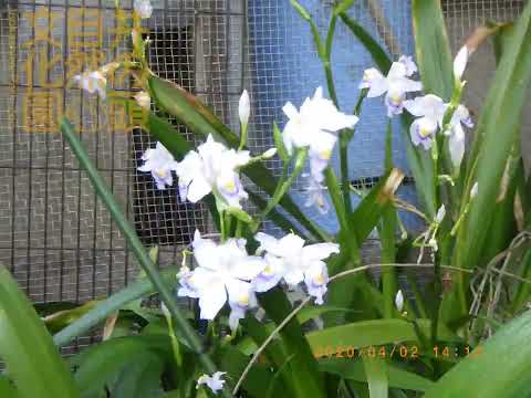 井の頭自然文化園 花ごよみ動画 臨時休園中のようす──シャガの開花(YouTube)