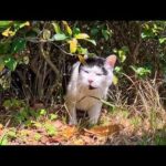植込みの中で休んでいた公園の猫ちゃん、顔を見ると出てきてくれた(YouTube)