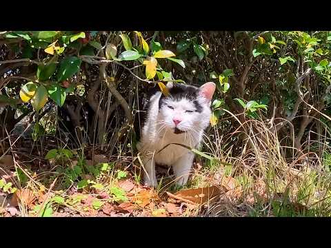 植込みの中で休んでいた公園の猫ちゃん、顔を見ると出てきてくれた(YouTube)