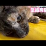 急遽病院へ　ハナ  2026 04 03 2(YouTube)