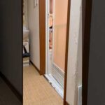 出方がわからん #ひのき猫 #cat #猫 #ひまわり猫 #shorts(YouTube)