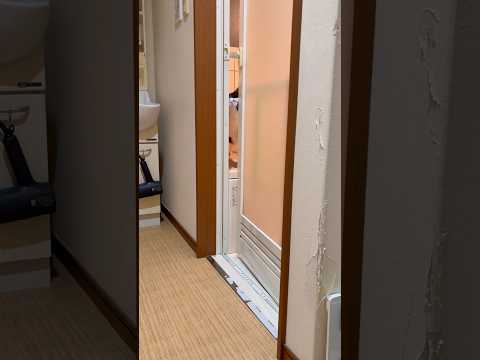 出方がわからん #ひのき猫 #cat #猫 #ひまわり猫 #shorts(YouTube)