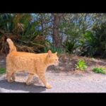 【癒しの奇跡】漁港を猫とお散歩したら幸せすぎる時間が流れた🐾(YouTube)