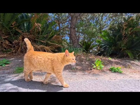 【癒しの奇跡】漁港を猫とお散歩したら幸せすぎる時間が流れた🐾(YouTube)
