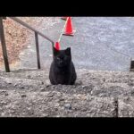 神社の黒猫が階段の下からモフられに来た瞬間が尊すぎた…(YouTube)
