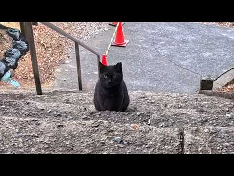 神社の黒猫が階段の下からモフられに来た瞬間が尊すぎた…(YouTube)