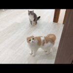 猫たちに隠れて温泉に行ってきたら帰宅後にこうなりました、、、(YouTube)