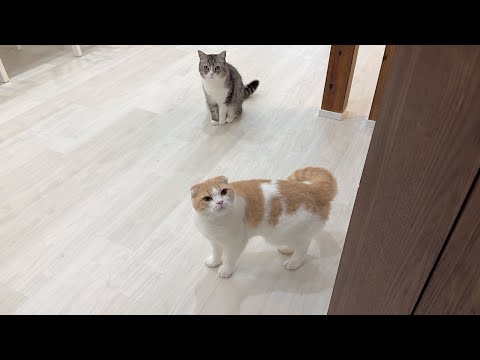 猫たちに隠れて温泉に行ってきたら帰宅後にこうなりました、、、(YouTube)