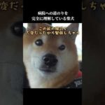 柴犬は病院までの道のりを知っている⁉️とある場所から鳴き始めて…🤣  #shibainu #理解力ある #まるで人間(YouTube)