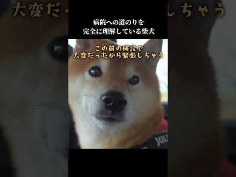 柴犬は病院までの道のりを知っている⁉️とある場所から鳴き始めて…🤣  #shibainu #理解力ある #まるで人間(YouTube)