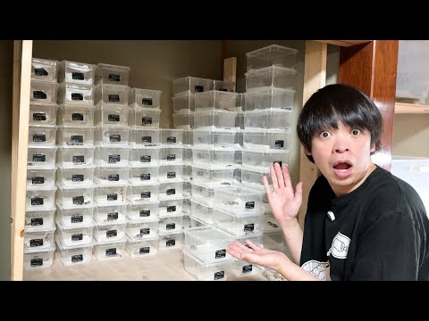 妻が繁殖しているヤモリの数がとんでもない事になっていてすごい個体が産まれていました(YouTube)