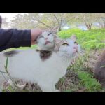 大きな赤ちゃんの子守りに苦労するママ猫が「私も甘えたい！」ひざの乗ってきた(YouTube)