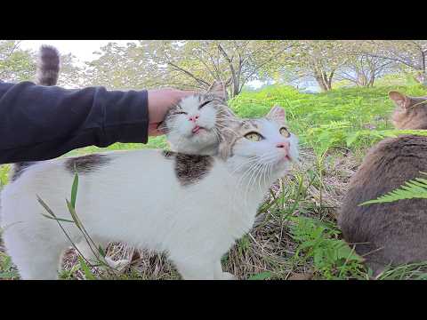 大きな赤ちゃんの子守りに苦労するママ猫が「私も甘えたい！」ひざの乗ってきた(YouTube)