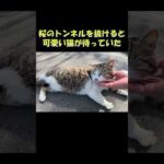 桜のトンネルを抜けると可愛い猫が待っていた #猫 #ねこ #cat(YouTube)