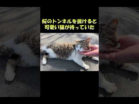桜のトンネルを抜けると可愛い猫が待っていた #猫 #ねこ #cat(YouTube)