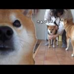 柴犬の病院へ行った妹を追う姿に、涙。(YouTube)