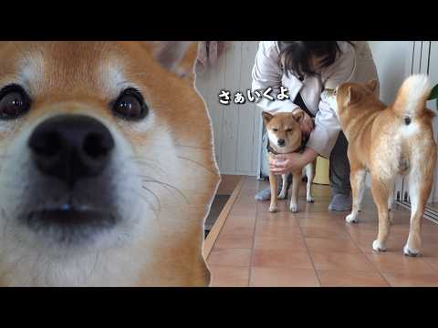柴犬の病院へ行った妹を追う姿に、涙。(YouTube)